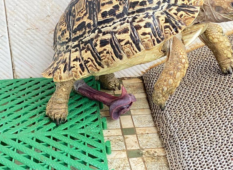 這些稀有品種的飼養(yǎng)難度如何，稀有品種的飼養(yǎng)