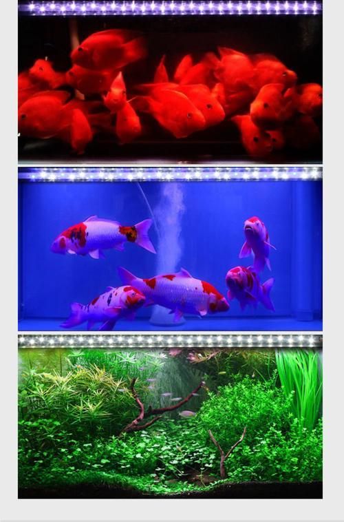 給我推薦幾款適合龍魚的燈管，幾款適合龍魚的燈管推薦
