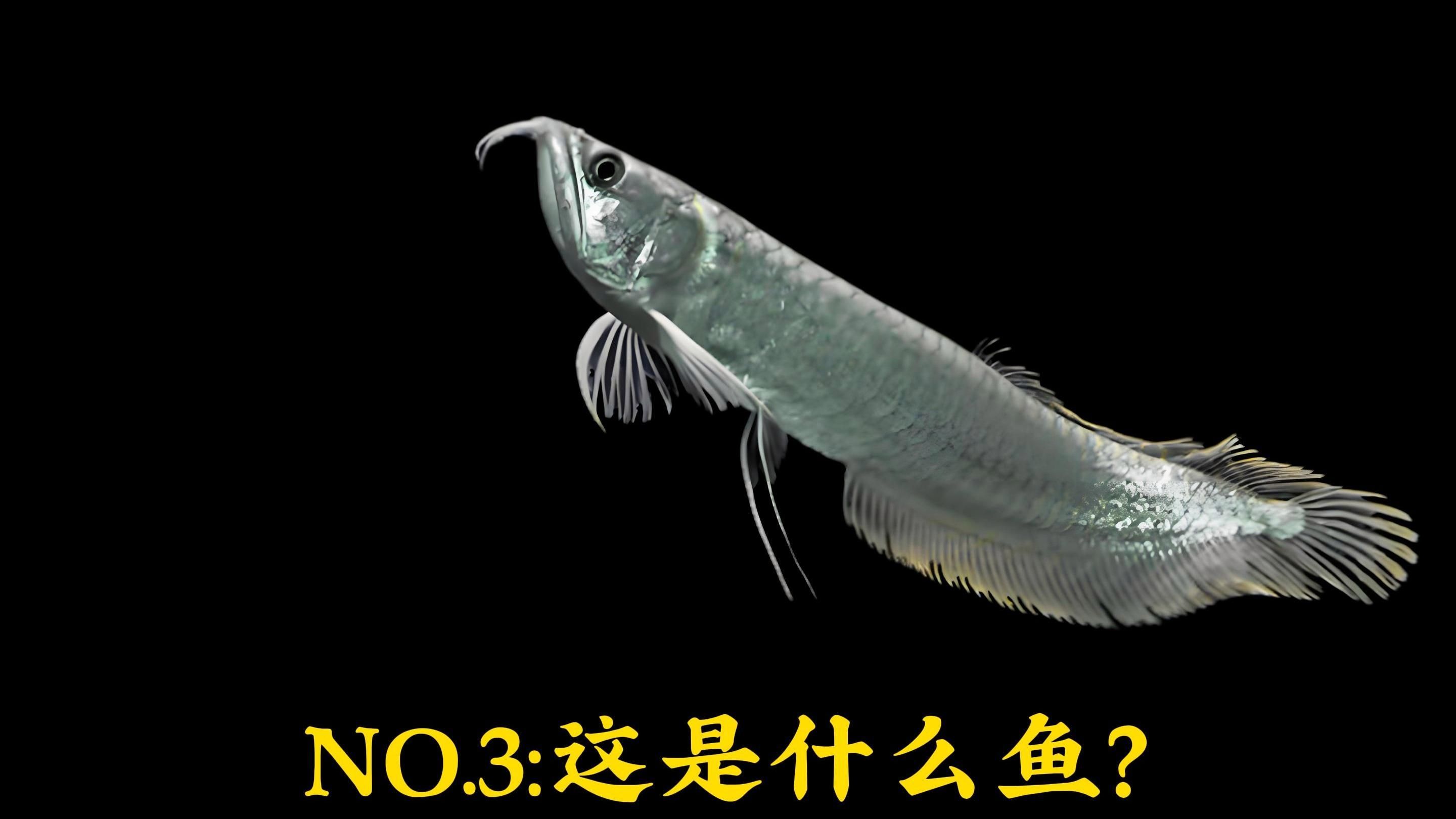 銀龍魚哪個系列最稀有，《這是什么魚》第3期