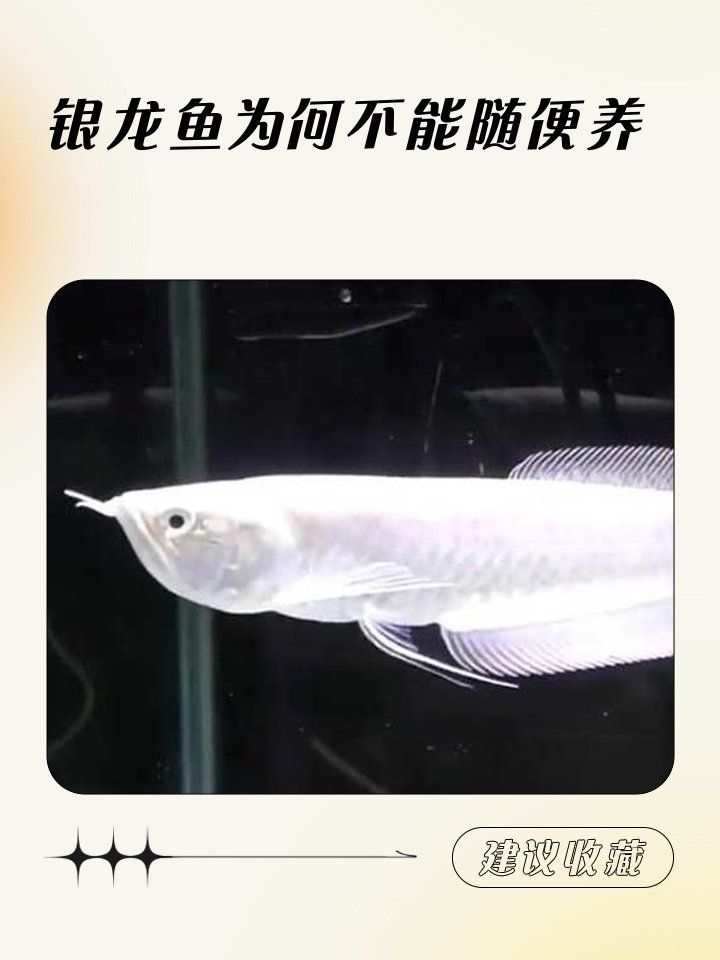 銀龍魚和天山雪龍魚哪個更適合養(yǎng)殖，銀龍魚和天山雪龍魚哪個更適合養(yǎng)殖，天山雪龍魚和天山雪龍魚 銀龍魚和天山雪龍魚哪個更適合養(yǎng)殖，銀龍魚和天山雪龍魚哪個更適合養(yǎng)殖，天山雪龍魚和天山雪龍魚 龍魚百科 第2張
