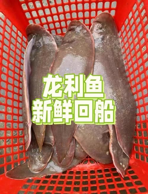 鯧魚和龍利魚哪個更受歡迎，鯧魚和龍利魚哪個更受歡迎鯧魚和龍利魚哪個更受歡迎