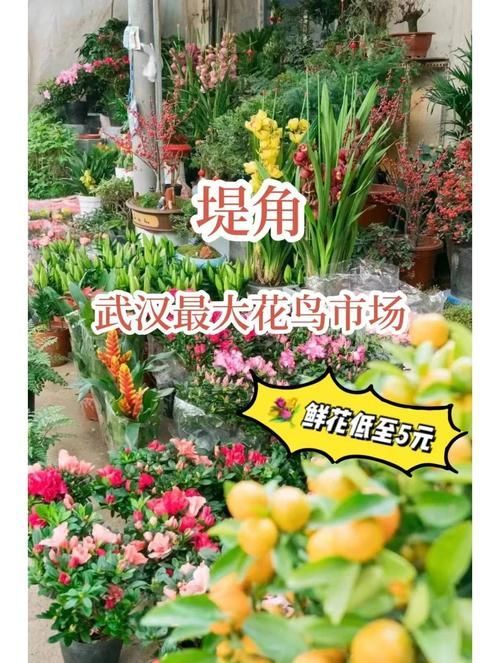 武漢哪里可以買到便宜的龍魚，武漢尋找便宜的龍魚購買指南，武漢龍魚市場價格差異大