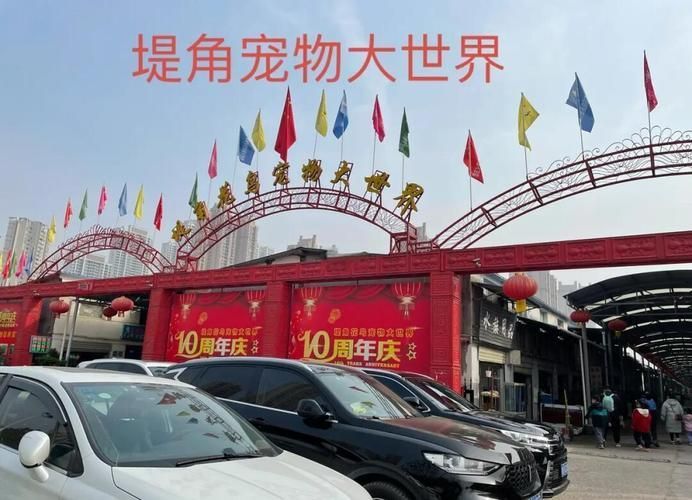 武漢哪里可以買到便宜的龍魚，武漢尋找便宜的龍魚購買指南，武漢龍魚市場價格差異大