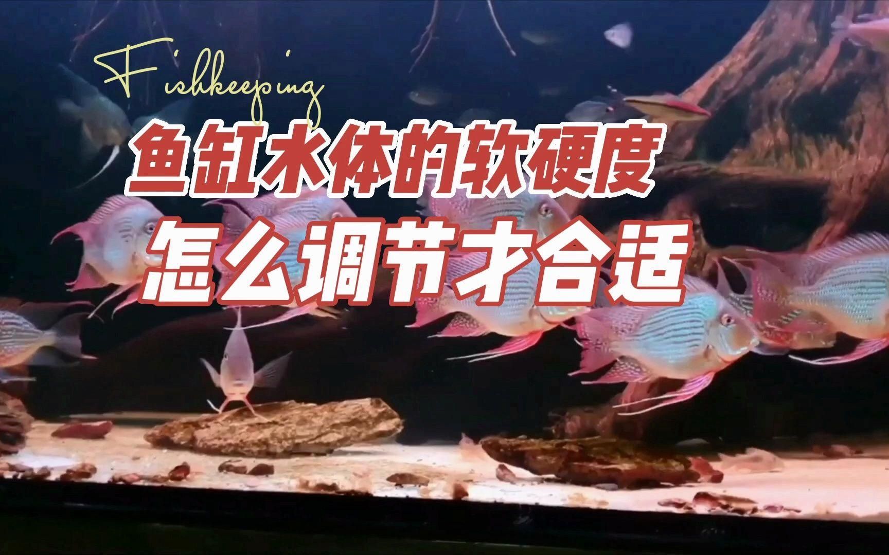 如何調整魚缸水的硬度 如何調整魚缸水的硬度 龍魚百科 第3張