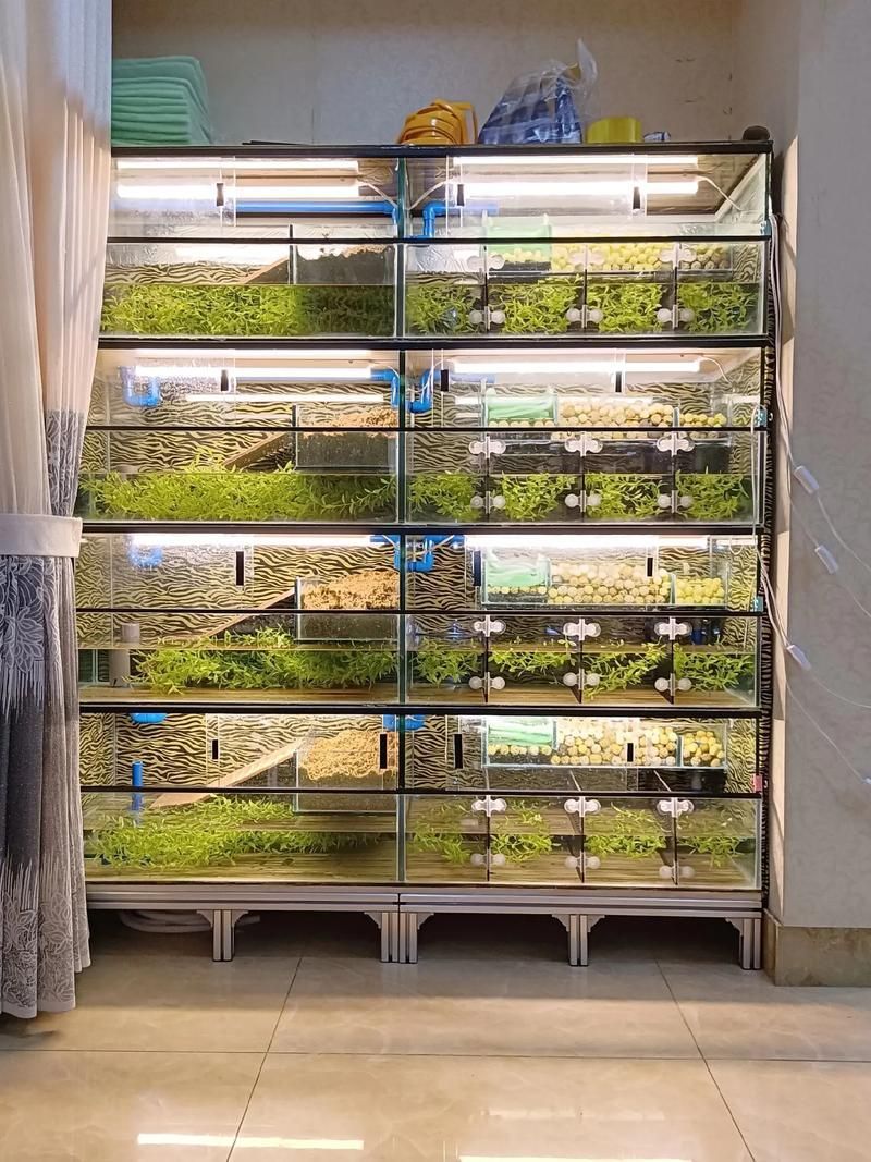 過背金龍魚繁殖需要哪些條件，背金龍魚的繁殖方法