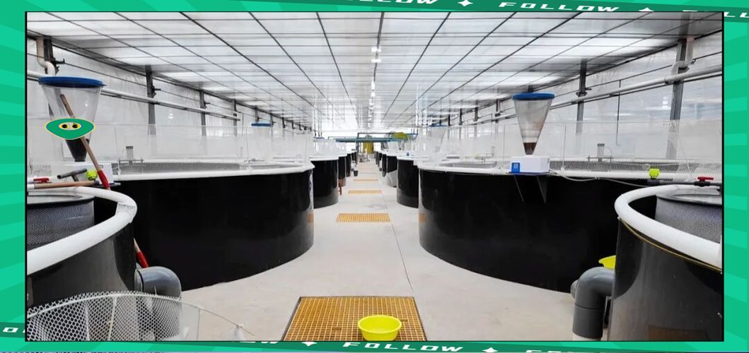 定西市有哪些觀賞魚養殖基地，定西市觀賞魚養殖基地