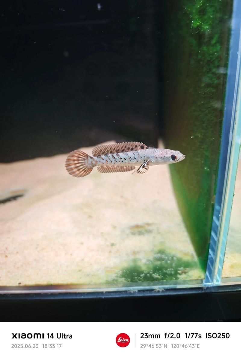 給我推薦幾款性價比高的小型龍魚，小型龍魚的選擇