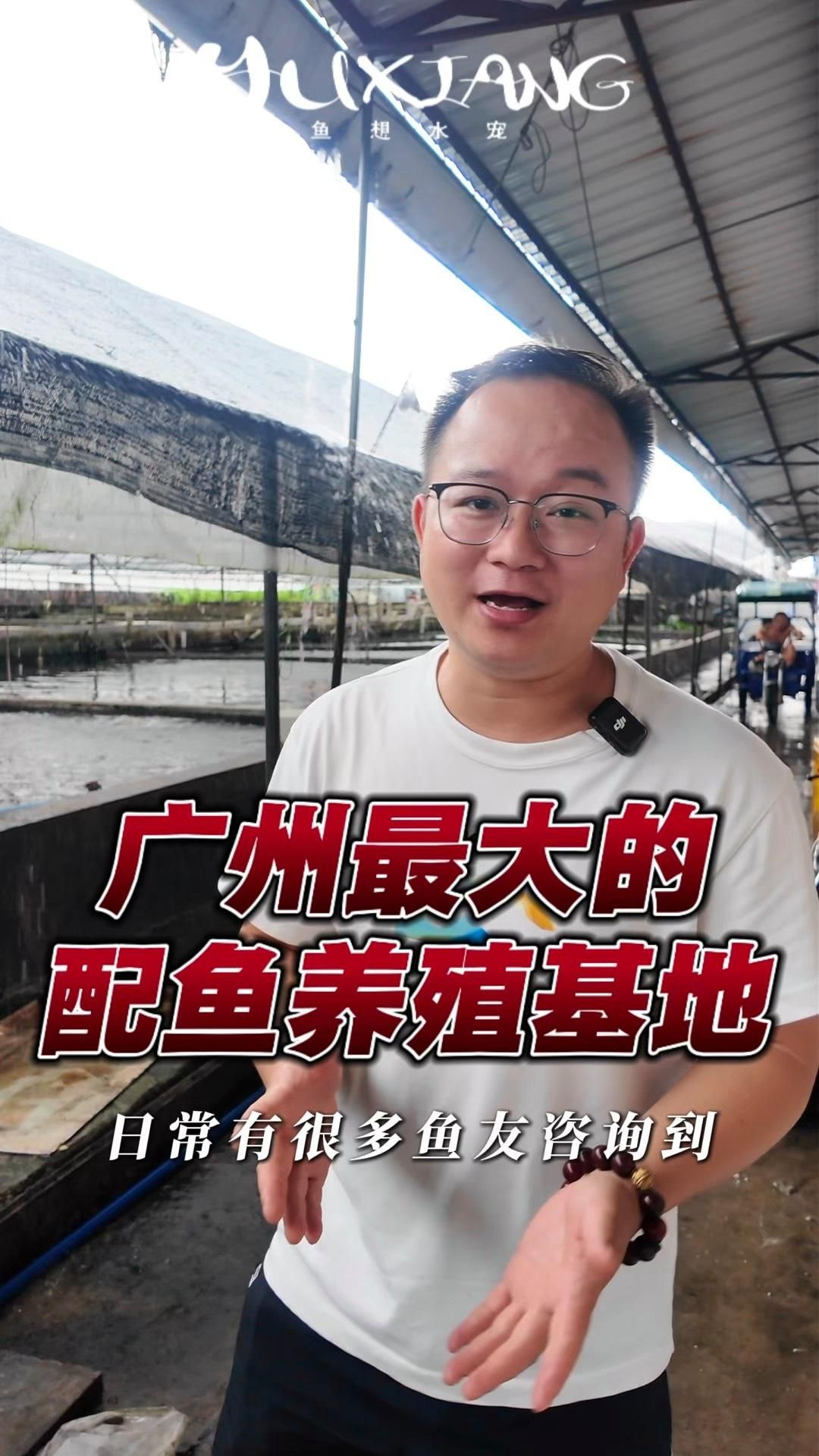 還有哪些神仙魚適合與龍魚混養