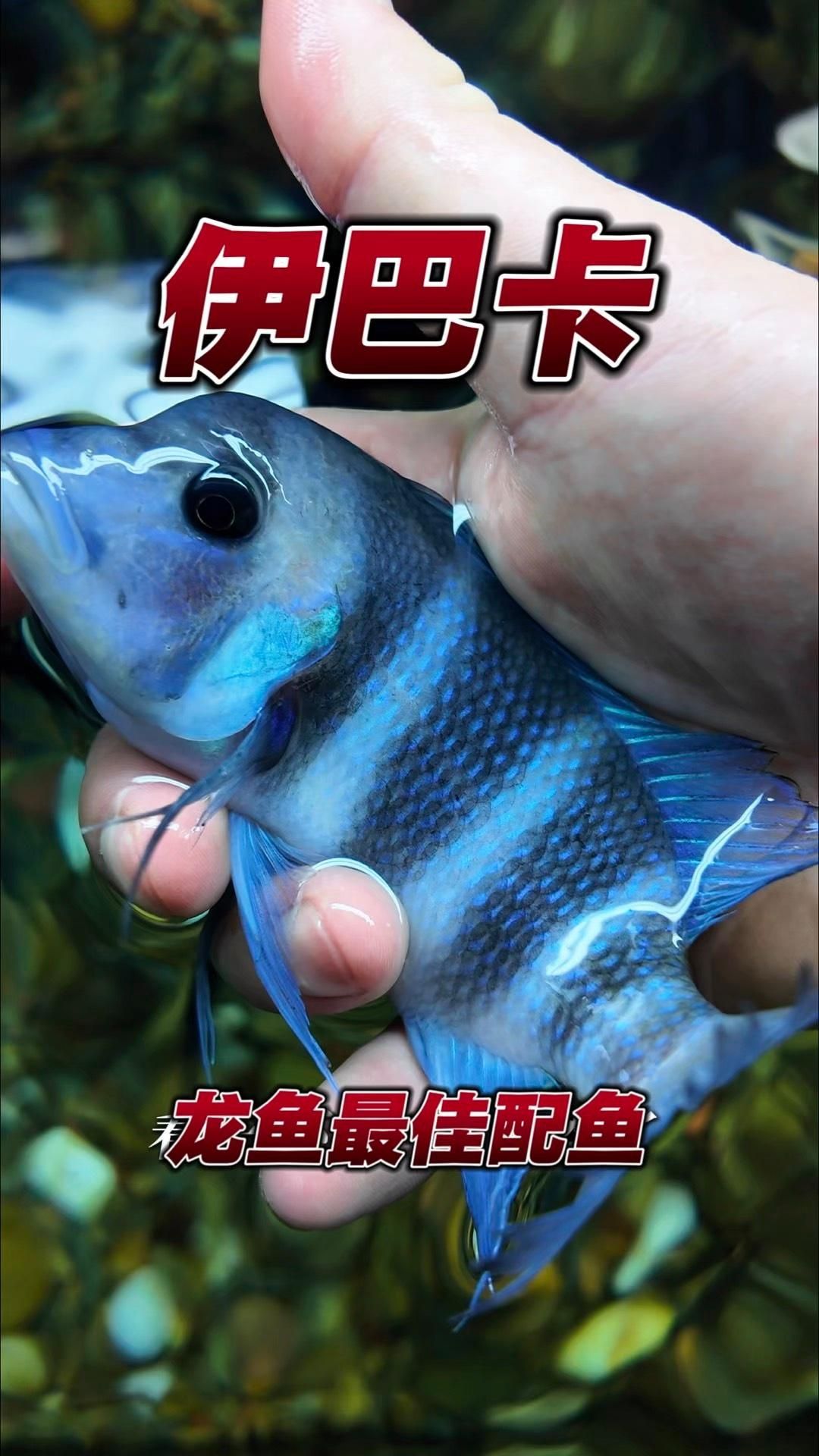 還有哪些神仙魚適合與龍魚混養