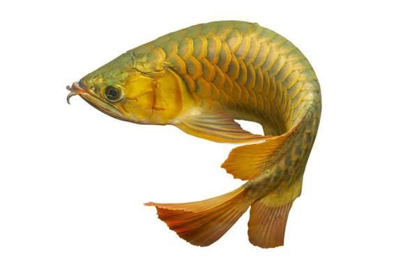 能否提供蚌山龍魚的圖片，“蚌山龍魚”為真實存在的生物或廣為人知的文化符號