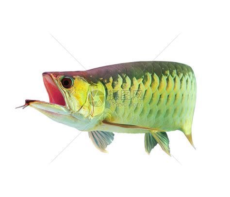 龍魚張大嘴時應該怎么辦？，龍魚為什么會張大嘴？