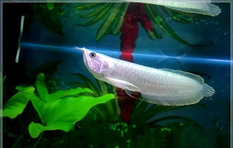 給我一份詳細的青龍魚和皇冠龍魚對比圖，如何區分青龍魚和皇冠龍魚？