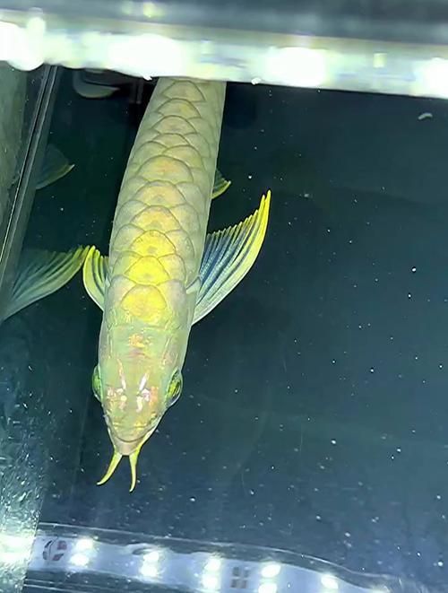 給我一份詳細的青龍魚和皇冠龍魚對比圖，如何區分青龍魚和皇冠龍魚？