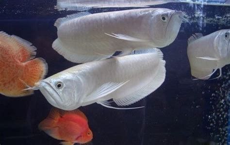 銀龍魚在缸底游多久需要換水？，銀龍魚在缸底游多久需要換水