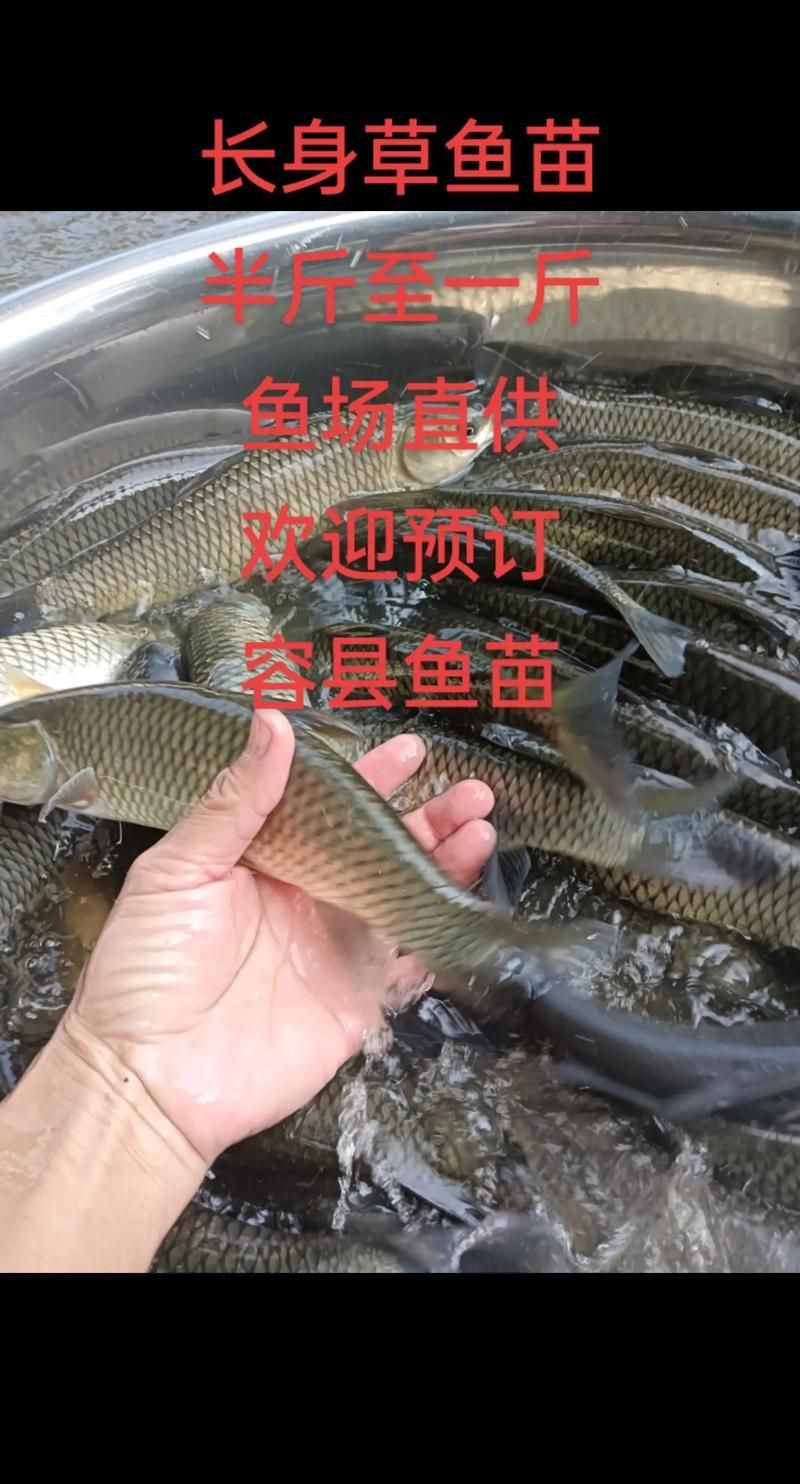 祥龍魚場小型魚批發價格如何，北京深海祥龍魚場小型魚批發價格需包含1000字說明和配圖image和配圖