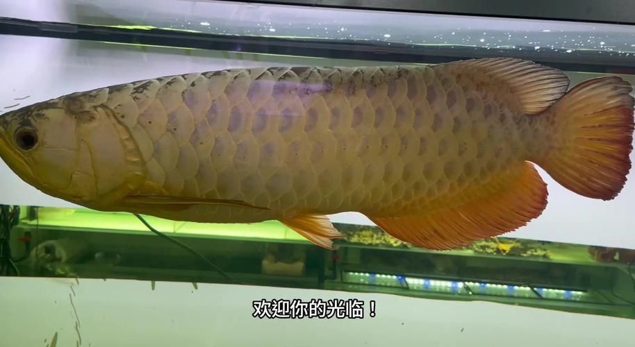 能否提供龍魚在東南亞養殖的歷史圖片，東南亞龍魚在東南亞養殖歷史可追溯至20世紀中后期