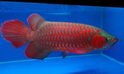如何區(qū)分不同品種的翁源龍魚(yú)，廣東翁源龍魚(yú)（scleropagesformosus）地方品種實(shí)拍圖