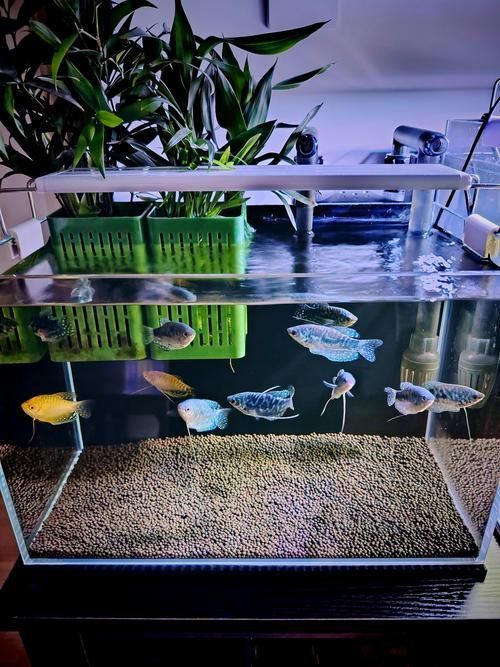 如何減少曼龍魚和珍珠雞龍魚的沖突