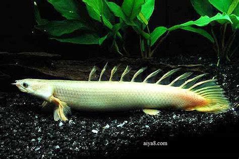 恐龍王魚，恐龍王魚不僅是水族箱中的明星品種，恐龍王魚的品種