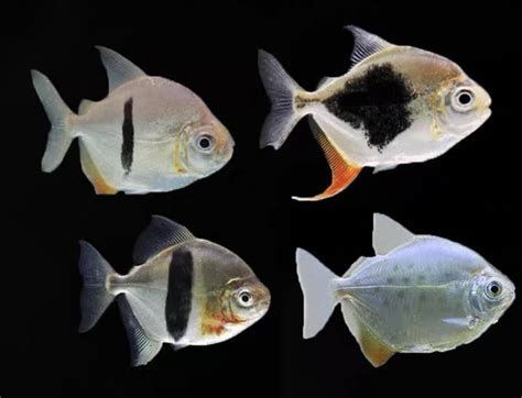 黑桃A魚(yú)，黑桃a魚(yú)是一種什么樣的魚(yú)？