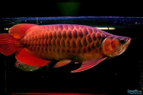 皇宮龍魚的市場價格是多少，新手選購皇宮龍魚的避坑清單皇宮龍魚市場價格是多少