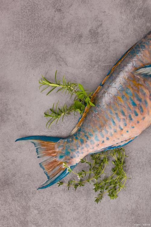 星點龍魚和青龍魚哪個更有觀賞價值，星點龍魚和青龍魚哪個更有觀賞價值，