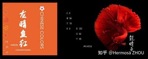 龍睛魚是兇魚還是吉魚，龍睛魚的吉兇詳解