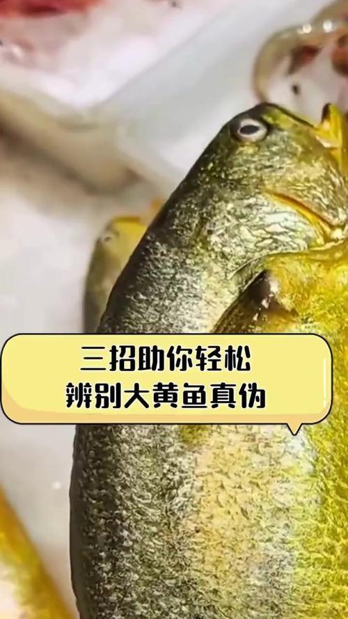 給我一些鑒別黃山龍魚真偽的圖片