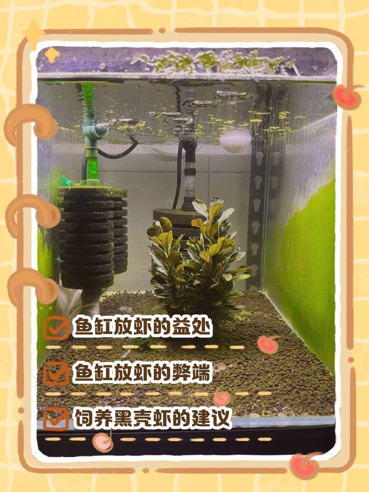 海蝦對(duì)龍魚(yú)有哪些好處，海蝦對(duì)龍魚(yú)有哪些好處？