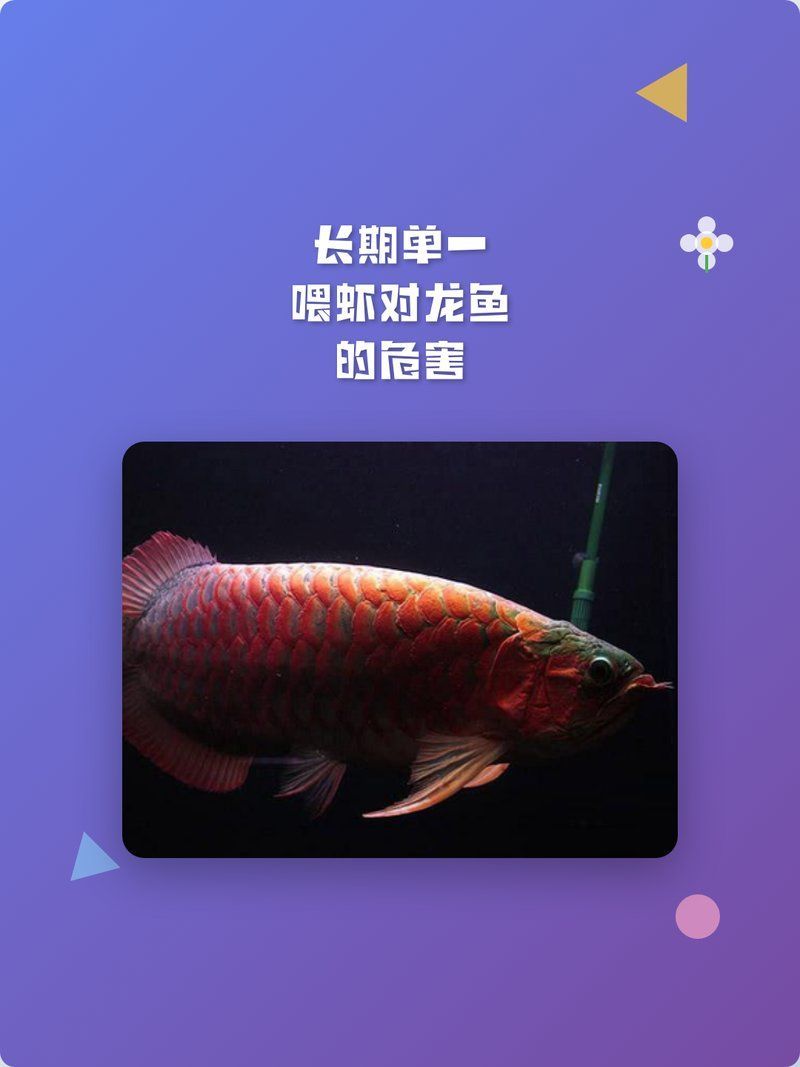 海蝦對(duì)龍魚(yú)有哪些好處，海蝦對(duì)龍魚(yú)有哪些好處？