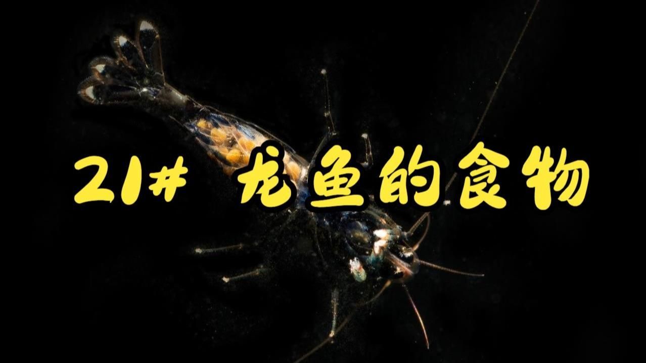 如何為龍魚選擇合適的飼料，如何為龍魚選擇合適的飼料？ 如何為龍魚選擇合適的飼料，如何為龍魚選擇合適的飼料？ 龍魚百科 第2張