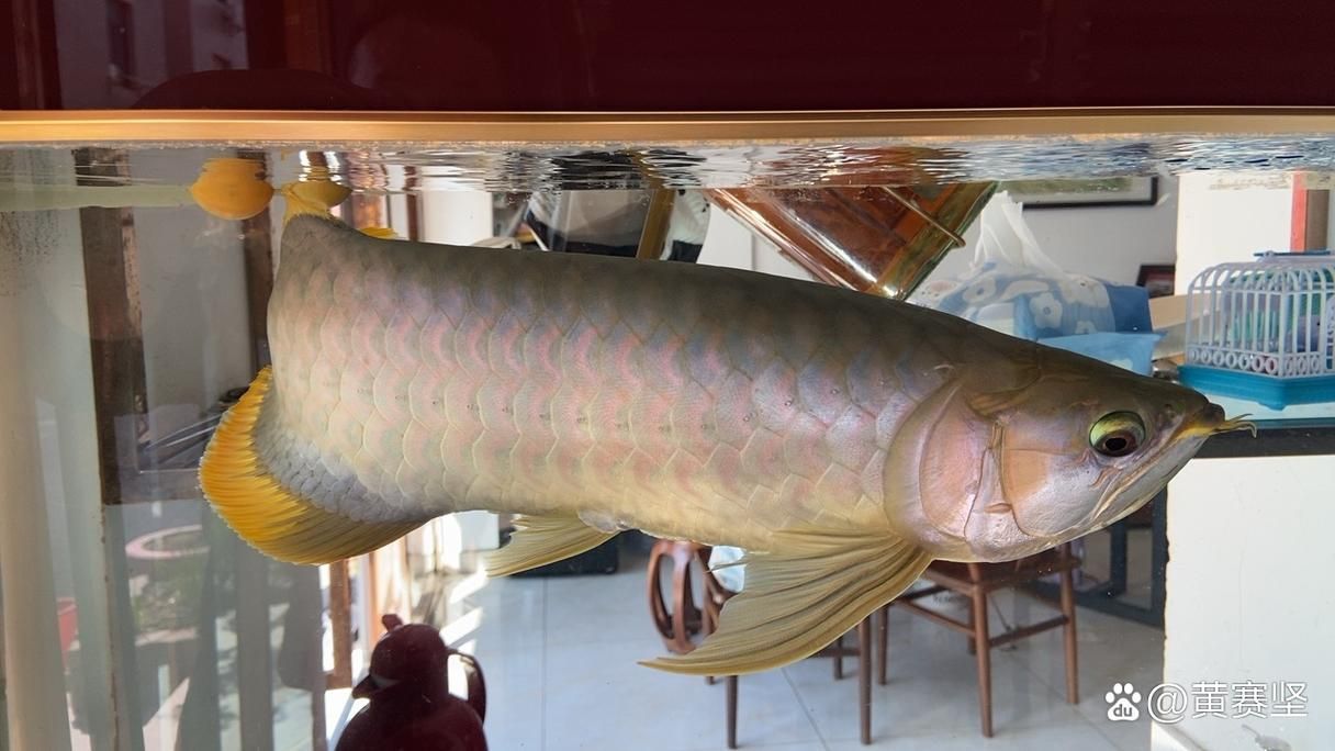 號半紅龍魚的市場行情如何，號半紅龍魚市場行情分析，