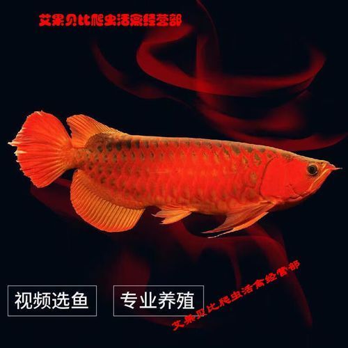 號半紅龍魚的市場行情如何，號半紅龍魚市場行情分析，