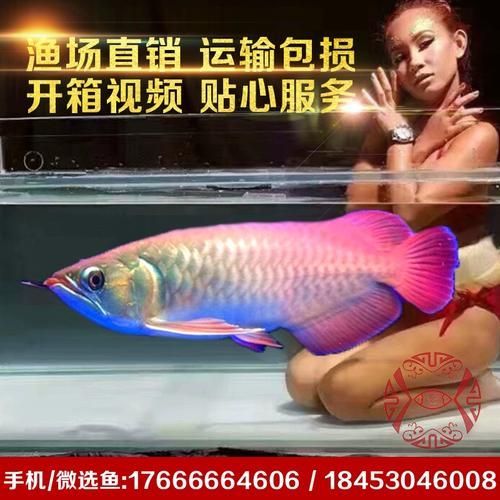 號半紅龍魚的市場行情如何，號半紅龍魚市場行情分析，
