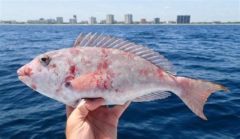 紅龍魚蒙眼最好治療方法，如何治療紅龍魚蒙眼