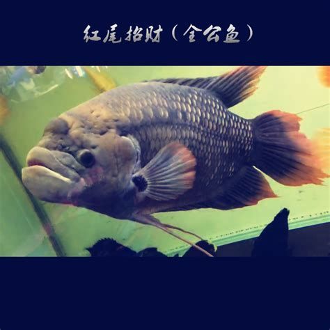 招財戰船魚，關于“招財戰船魚”的介紹