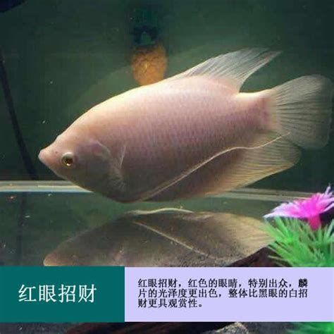 招財戰船魚，關于“招財戰船魚”的介紹