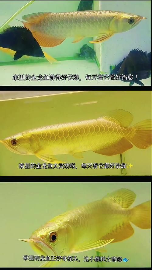 金頭過背金龍魚的市場價格，金頭過背金龍魚市場價格如何鑒別真假金頭過背金龍魚