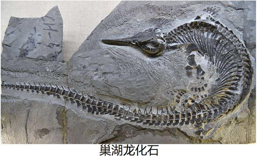 巢湖龍的化石發(fā)現(xiàn)地有哪些