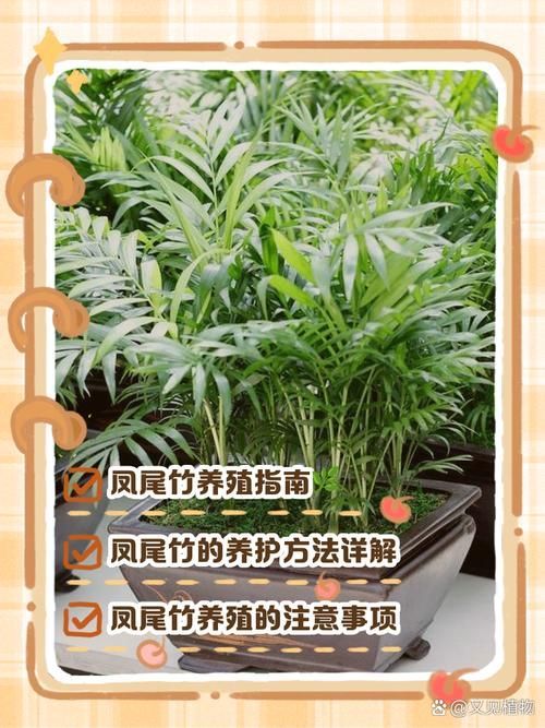 如何判斷棲鳳竹是否旺盛，如何判斷棲鳳竹旺盛狀態