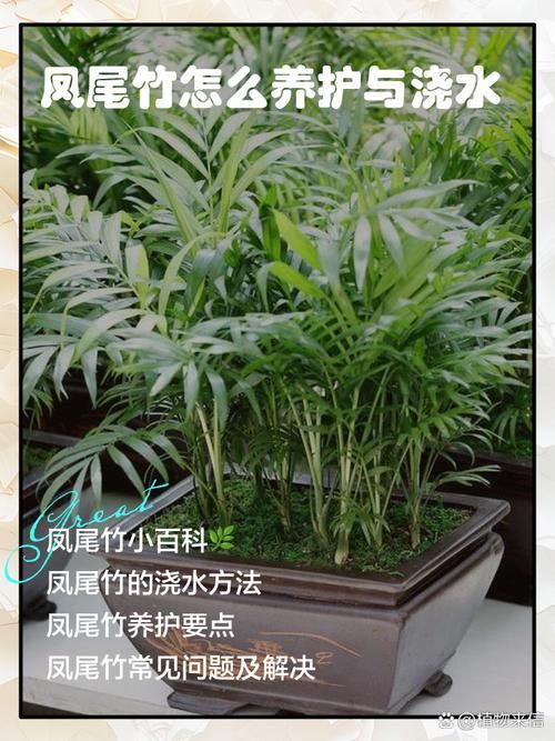 如何判斷棲鳳竹是否旺盛，如何判斷棲鳳竹旺盛狀態