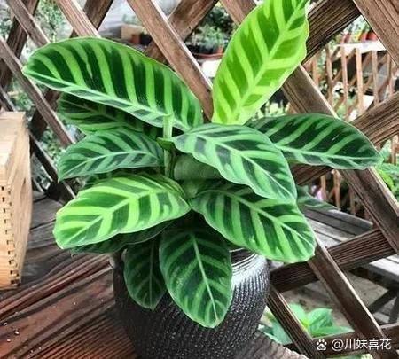 如何判斷棲鳳竹是否旺盛，如何判斷棲鳳竹旺盛狀態
