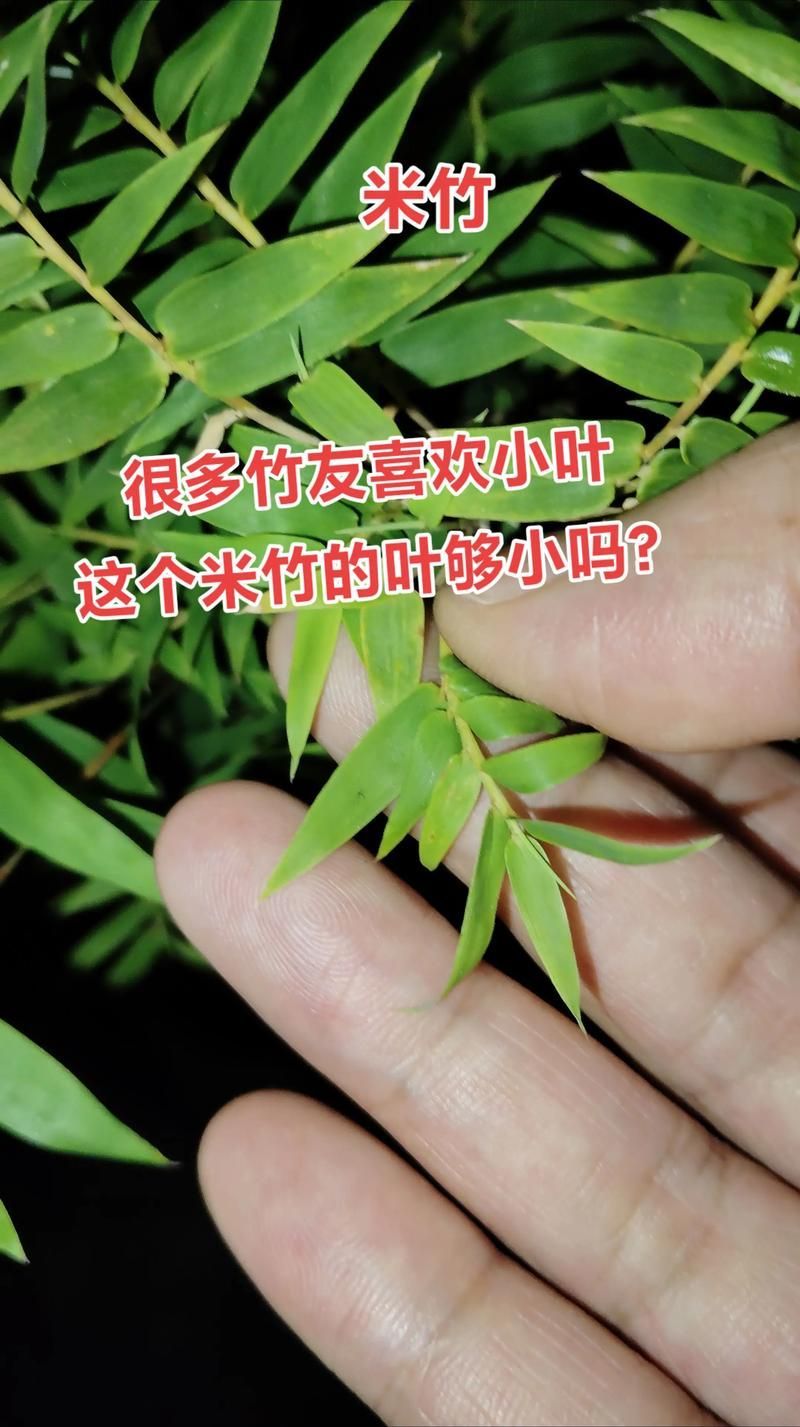 如何判斷棲鳳竹是否旺盛，如何判斷棲鳳竹旺盛狀態