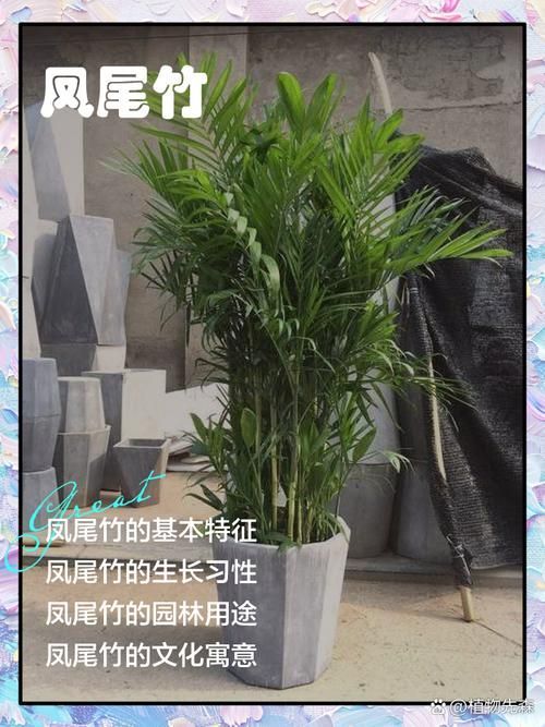 如何判斷棲鳳竹是否旺盛，如何判斷棲鳳竹旺盛狀態