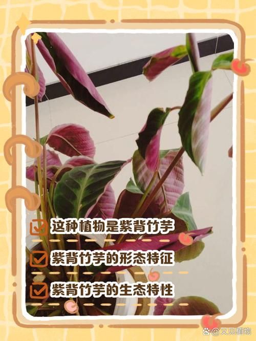 如何判斷棲鳳竹是否旺盛，如何判斷棲鳳竹旺盛狀態