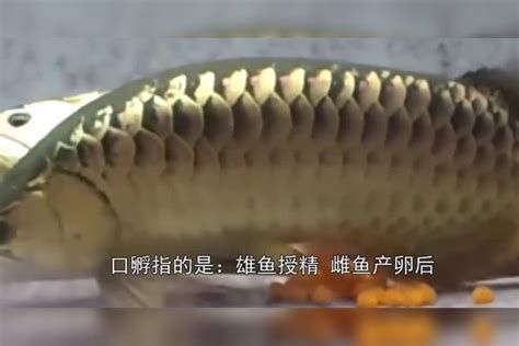 龍魚的卵生過程是怎樣的？，龍魚的卵生過程