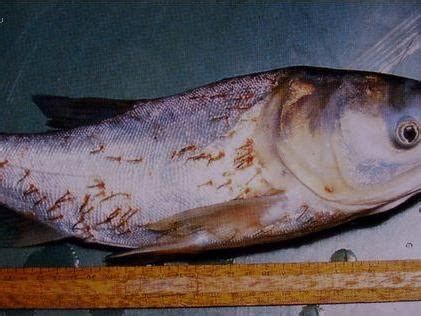 龍魚外寄癥狀圖，龍魚外寄癥狀包括：龍魚外寄寄癥狀包括四大表現