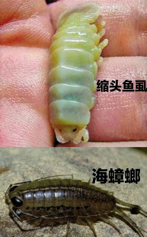 龍魚外寄癥狀圖，龍魚外寄癥狀包括：龍魚外寄寄癥狀包括四大表現