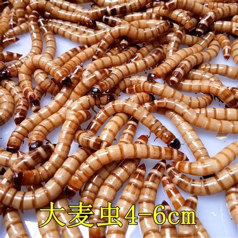 還有哪些蟲子是龍魚的最愛？，龍魚（亞洲龍）喜愛的蟲子（活餌）詳細(xì)解析及配圖