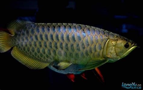 如何判斷龍魚立鱗是否痊愈？，魚立鱗的痊愈情況可以通過觀察其鱗片的狀態來判斷